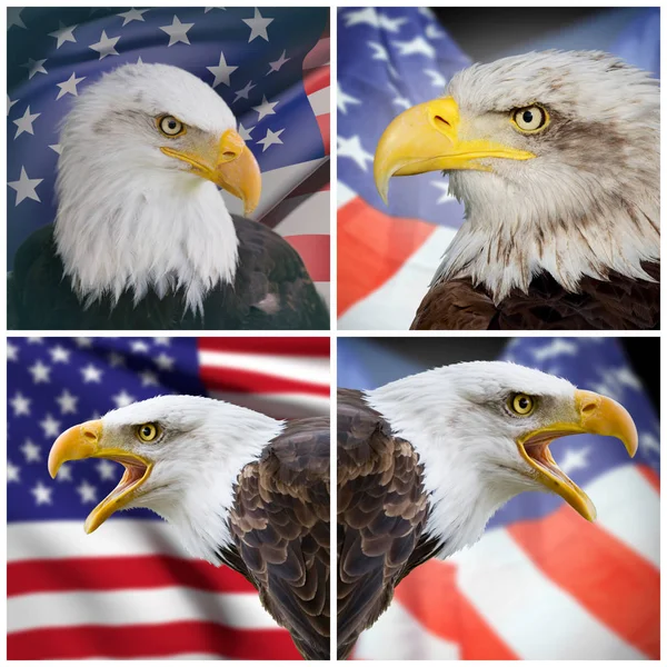 Composition bald eagle and USA flag — Stock Photo, Image