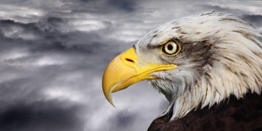Bald eagle portresi