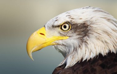 Bald eagle portresi