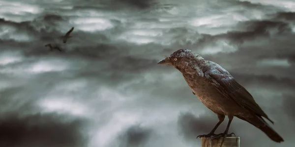Опустошенное небо и бальковая птица — стоковое фото