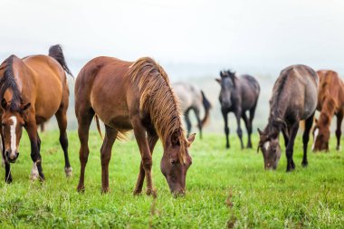 bir çayır otlayan atlar
