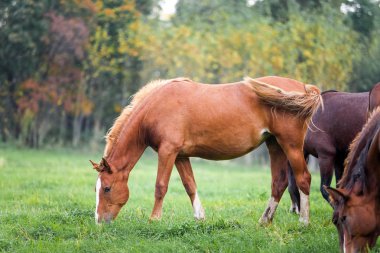 Bir forest yakınındaki bir çayırda otlayan atlar