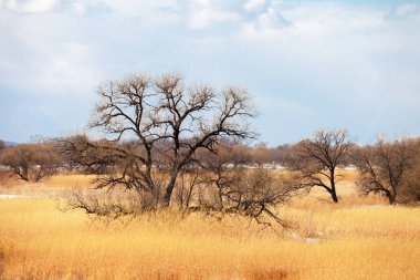 Yalnız ağaç bahar alanındaki
