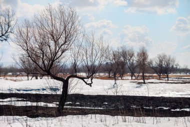 Yanık ağaç ve otların kar erime dışarı geliyor