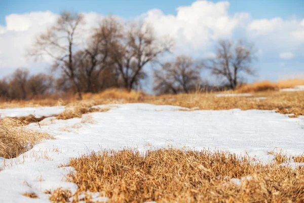 Suchej trawy pod topniejącym śniegu na wiosnę — Zdjęcie stockowe