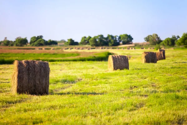 Foin empilés sur le terrain en été — Photo