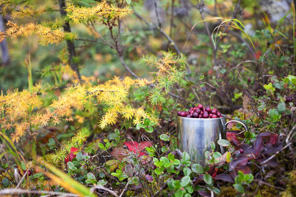 Cowberry in steel cup in a forest under larch tree