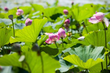Lotus çiçekleri göl