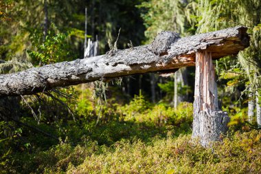 Bir ormanda kırık köknar ağacı