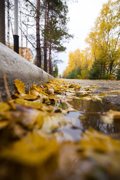 Route aux feuilles jaunes tombées — Photo