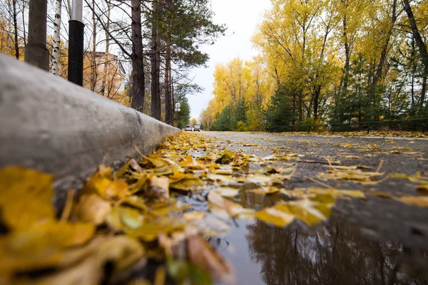 Strada con foglie gialle cadute — Foto Stock