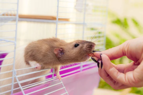 Pet rat eating almond nut