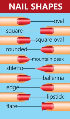 Farklı tırnak şekilleri - tırnaklarını moda trendleri. Vektör çizim.
