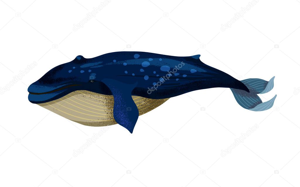 Vector illustration of a big blue whale isolated.