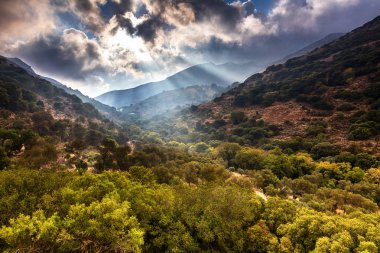 Güçlü güneş ışınları orman Parlatıcı