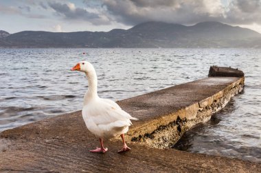 Milos siland kızgın kaz
