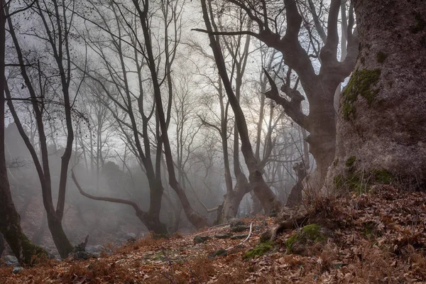 雾气弥漫的黑暗森林中女神 — 图库照片