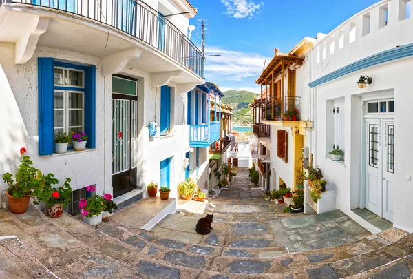 Gato Cidade Negra — Fotografia de Stock