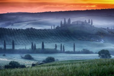 Tuscany ranch üzüm