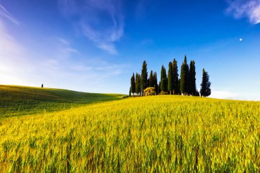 Selvi orman buğday alanında