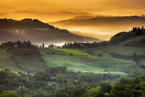 Luce dorata della Toscana — Foto Stock