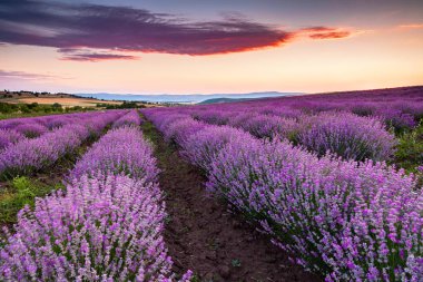 Lavanta gündoğumu sahasında