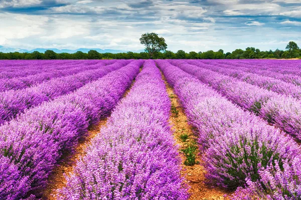 Zonnige Lavendel veld — Stockfoto