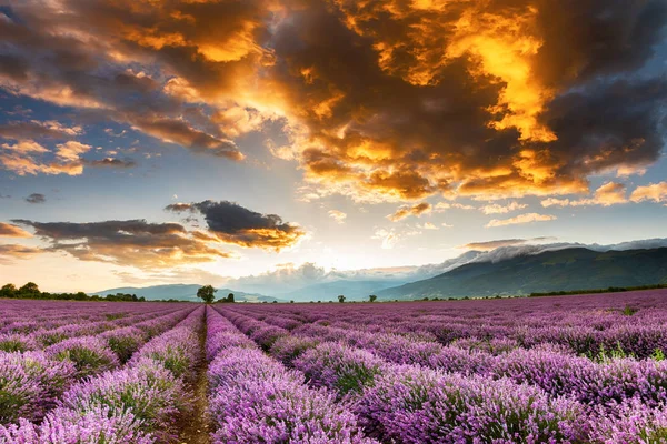 Orange clouds and violet lavender — Stock Photo, Image