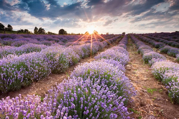 Sunny lavender field — Stock Photo, Image