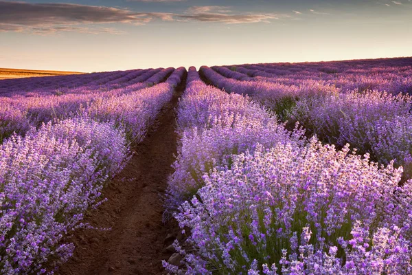 Lavender field at sunrise — Stock Photo, Image