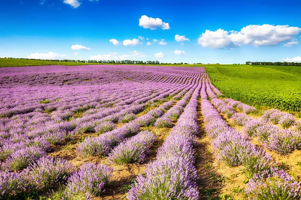 Sunny lavender field
