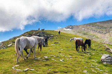 Dağın ortasında at sürüsü