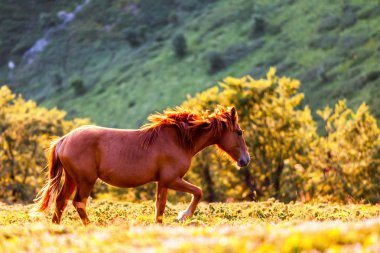 Ücretsiz runnig dağ vahşi at