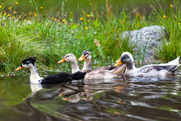 Swimming ducks in the lake