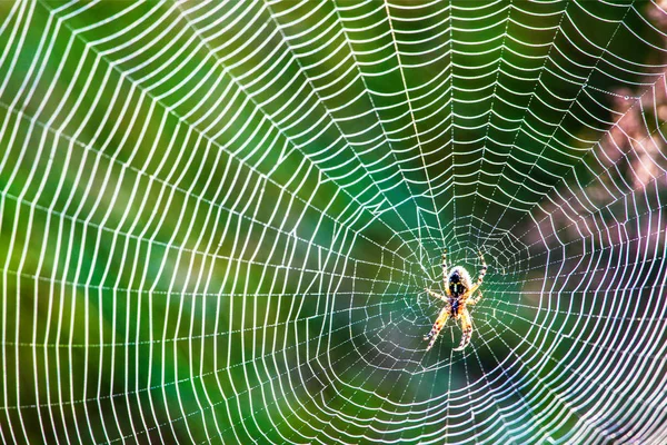 Dagg på spindelnät — Stockfoto