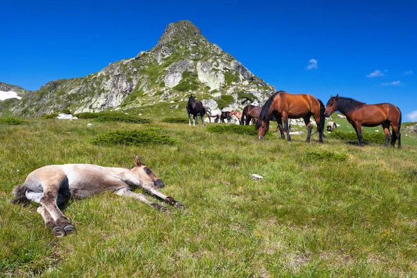 Foal lie down in the grass — Stock Photo, Image