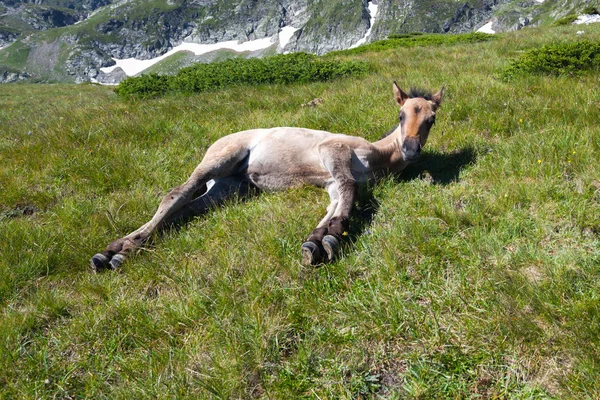 Potro deitado na grama — Fotografia de Stock