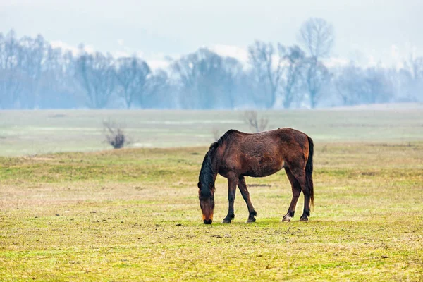 Cavalo marrom em pasto — Fotografia de Stock