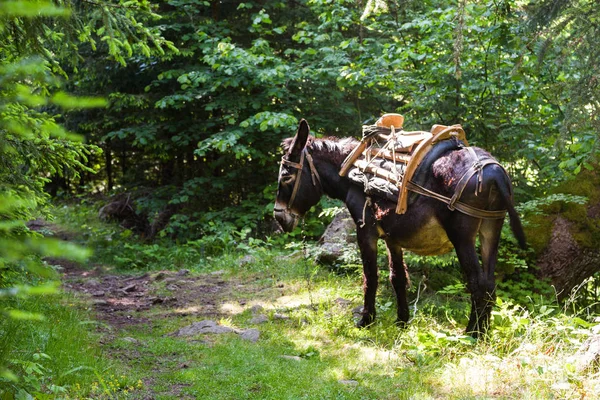 Burro com uma sela — Fotografia de Stock