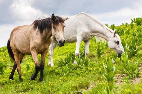 Casal de cavalos pastando grama fresca — Fotografia de Stock