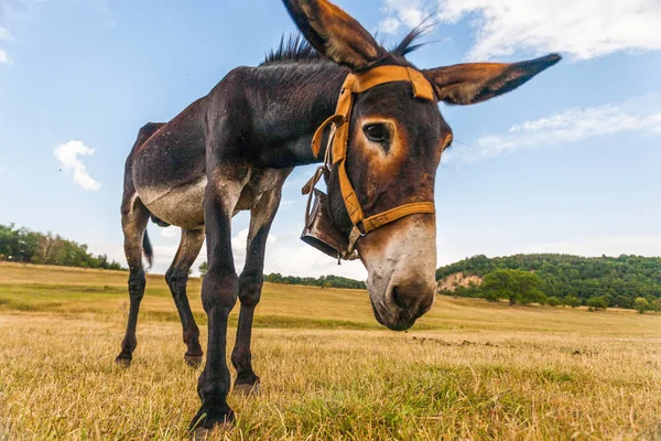 Burro engraçado com orelhas grandes — Fotografia de Stock