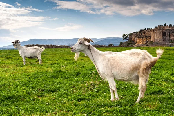 Duas cabras brancas — Fotografia de Stock