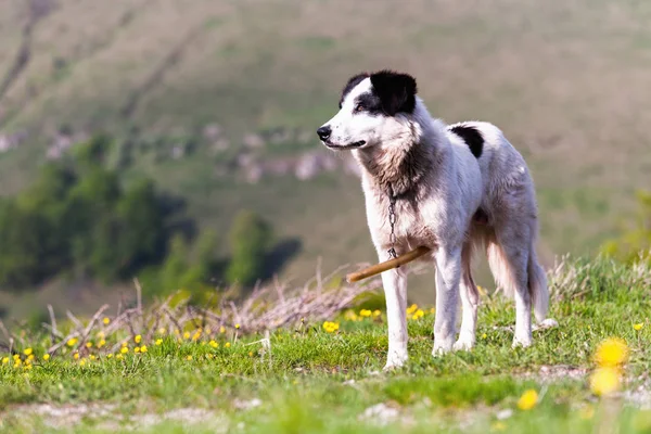 Schäferhund ohne Herde — Stockfoto