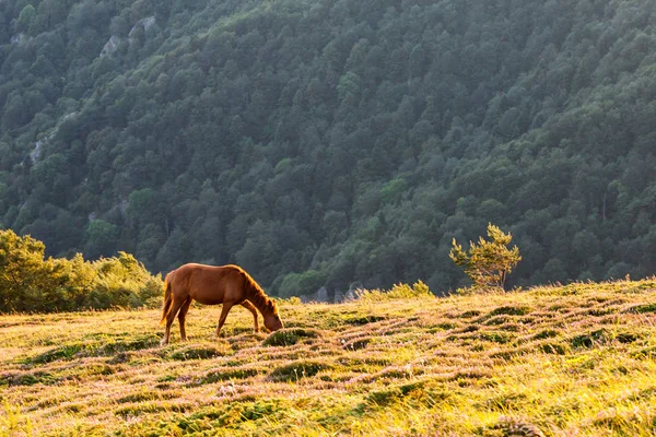 सूर्योदय पर पहाड़ में घोड़ा — स्टॉक फ़ोटो, इमेज