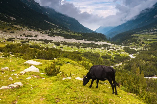 Vaca negra pastando en la montaña — Foto de Stock