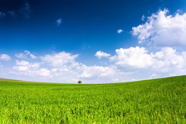 Geniş bir yeşil alan ortasında küçük ağaç