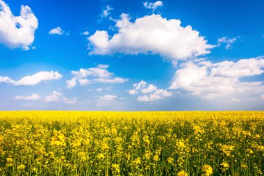 Güneşli ve sonsuz kolza tohumu alan 