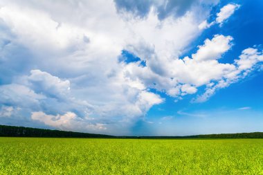 Yeşil kolza tohumu bitkilerin büyük düz