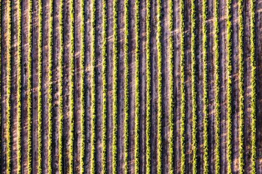 Bitkileri geometrik çizgiler