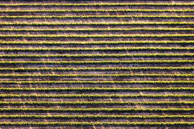 Bitkileri geometrik çizgiler